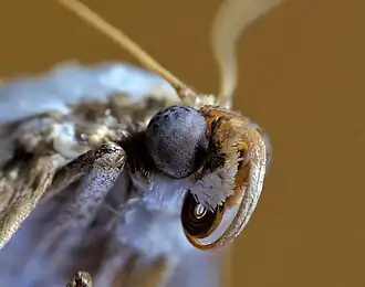 Détail de la tête.