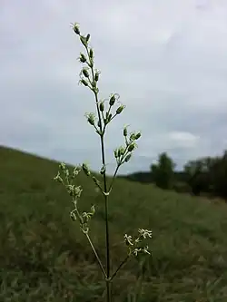 Silene otites subsp. otites