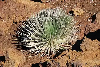 Description de l'image Silver Sword -Haleakala Crater-8a.jpg.