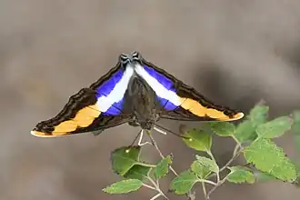 Description de cette image, également commentée ci-après