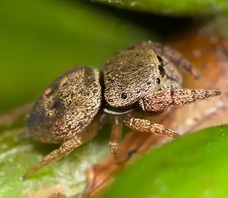 Description de l'image Simaethula sp. (14538519273).jpg.