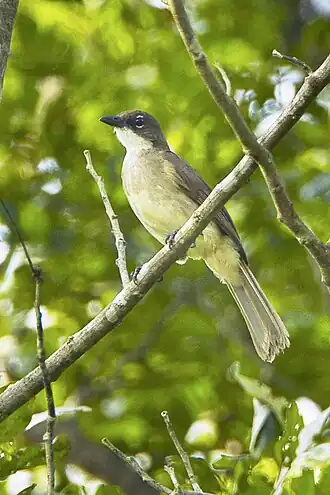 Description de l'image Simple Greenbul, Kakum NP, Ghana S4E2868 (17052038705).jpg.