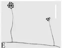 Phialides de Simplicillium lepidopterorum.