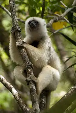Un Sifaka soyeux (Propithecus candidus), une espèce en danger critique d'extinction selon l'UICN.