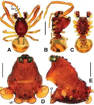 Description de l'image Sinanapis crassitarsa (10.3897-zookeys.790.25793) Figure 1.jpg.