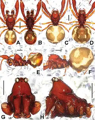 Description de l'image Sinanapis longituba (10.3897-zookeys.790.25793) Figure 3.jpg.