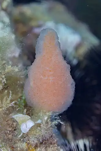 Description de l'image Sinascidia almohada (Pseudodistoma cyrnusense), Cabo de Palos, España, 2022-07-17, DD 06.jpg.