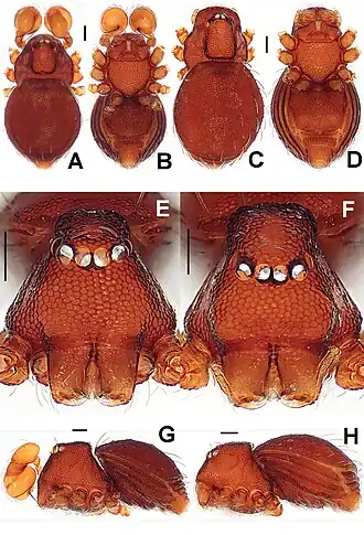 Description de l'image Singaporemma lenachanae (10.3897-zookeys.661.10677) Figure 16.jpg.