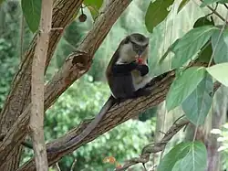 Singe à ventre blanc