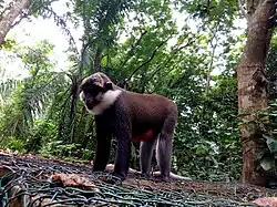 Singe à ventre rouge (Cercopithecus erythrogaster)