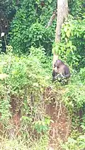 Un singe à la reserve faune de Douala.