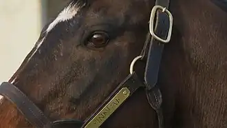 Image illustrative de l’article Sinndar