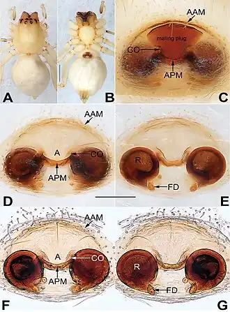 Description de l'image Sinocanthium shuangqiu (10.3897-zookeys.940.51802) Figure 11.jpg.
