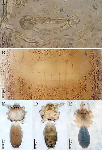Description de l'image Sinoderces dewaroopensis (10.3897-zookeys.886.39212) Figure 8.jpg.