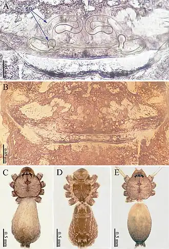 Description de l'image Sinoderces khanensis (10.3897-zookeys.886.39212) Figure 2.jpg.