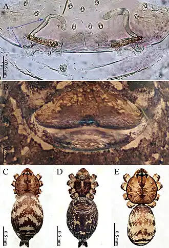 Description de l'image Sinoderces taichi (10.3897-zookeys.886.39212) Figure 12.jpg.