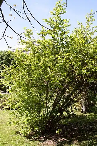 Description de l'image Sinojackia rehderiana port.jpg.