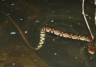 Sinonatrix aequifasciata