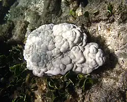 Sinularia cf. schlagmani