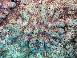 Sinularia sp. en Malaisie.