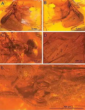 Description de l'image Siphloplecton jaegeri (10.3897-zookeys.898.47118) Figure 1.jpg.