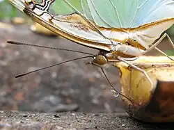 Papillon aspirant du nectar de banane.