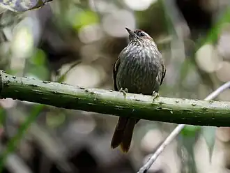 Description de l'image Siptornis striaticollis - Spectacled Prickletail (cropped).jpg.