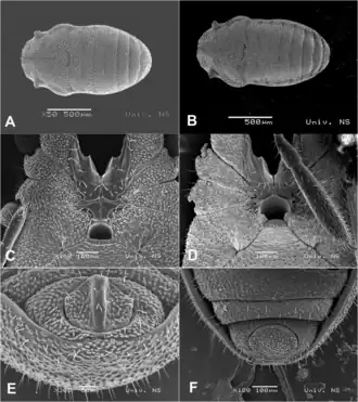 Description de l'image Siro franzi (10.5852-ejt.2022.834.1893) Figure 4.png.