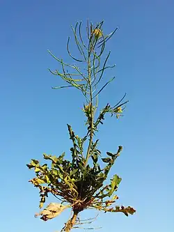 Port, feuilles basales.