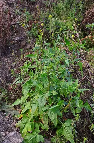 Description de l'image Sisymbrium loeselii (8237767382).jpg.