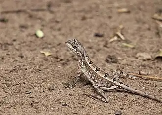 Description de l'image Sitana devakai - Aravinth - 91613974.jpeg.