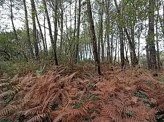 Le site des Corbinières : le bois de Baron.