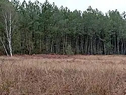 Le site des Corbinières : le bois de Baron.