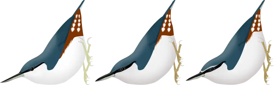 De gauche à droite, Sitta arctica, S. europaea europaea et S. e. asiatica. Chez la Sittelle de Sibérie, noter le bec droit et fin, le trait loral noir plus fin et plus court, le roux du croupion s'étendant sur les flancs et la grande griffe arrière.