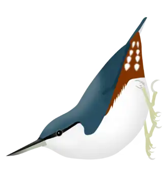 Image à seul but visuel.