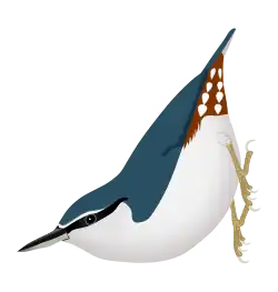 Sitta europaea asiatica, avec le sourcil et la base du front blancs. Le brun-roux du croupion est peu étendu.