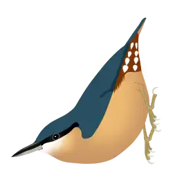 Sitta europaea sinensis, sous-espèce aux parties inférieures de couleurs prononcées.