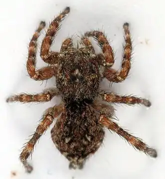 Description de l'image Sitticus-o.JPG.