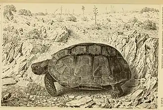 Description de l'image Sitzungsberichte (1910) (14595713120).jpg.