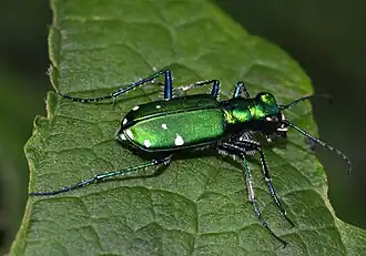 Cicindela sexguttata