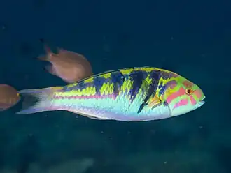 Description de cette image, également commentée ci-après