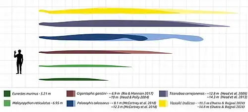 Diagramme montrant les différentes tailles des grands serpents préhistoriques et actuels par rapport à l'homme (montré en noir) : Vasuki (montré en jaune) ; Titanoboa (montré en violet) ; Palaeophis (montré en bleu) ; Gigantophis (montré en rouge) ; python réticulé (montré en vert clair) ; anaconda vert (montré en vert foncé).