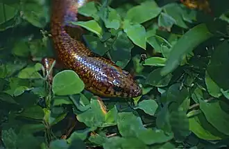 Description de l'image Skink (Amphiglossus anosyensis) (9634569437).jpg.