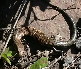 Description de l'image Skink von Gomera.jpg.
