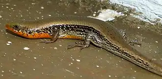 Description de l'image Skinkblr2.jpg.