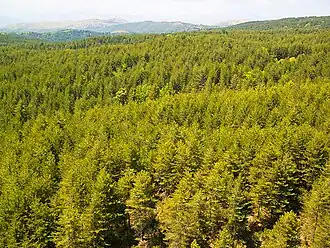 Image illustrative de l’article Forêt de Skirítida