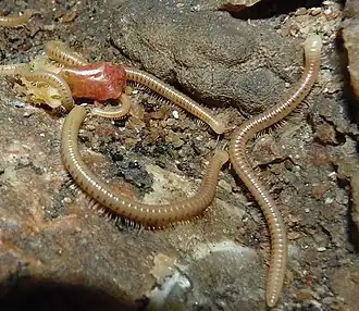 Description de cette image, également commentée ci-après