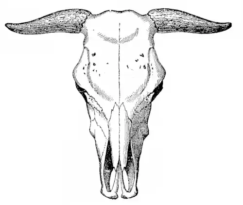 Crâne de l'espèce.