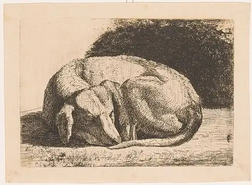 Chien dormant (1842), gravure à la pointe sèche, Rijksmuseum Amsterdam.