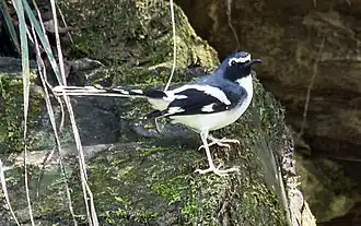 Description de cette image, également commentée ci-après